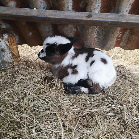 Quinta Aguias Feriehus *