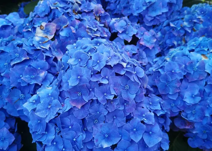 Ferienhaus Quinta Aguias *